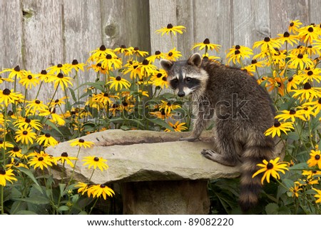 raccoon sips water from a sandstone bird bath. birdbath is surrounded by black eyed susan. raccoon\'s eyes focus back  as water drips from its mouth