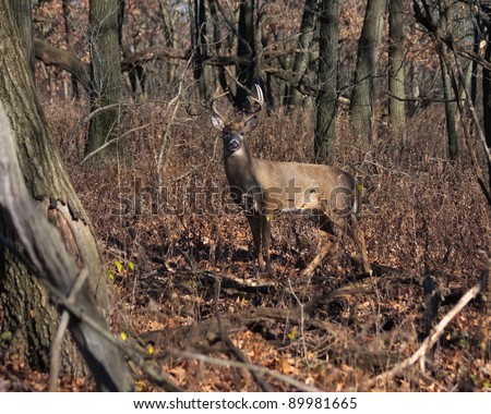 alert deer/buck poses in the middle of a dense heavily wooded forest. cool autumn day, barren trees and fallen leaves make a natural setting.