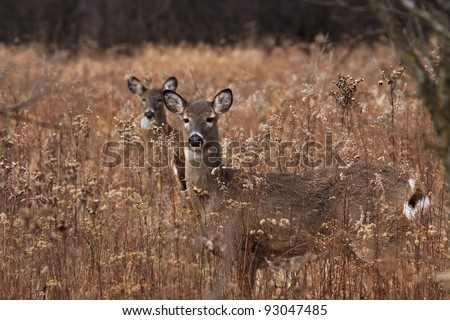 alert deer/doe poses in the middle of a prairie on a cool autumn day, barren trees and fallen leaves make a natural background. second doe in background hides behind first deer.