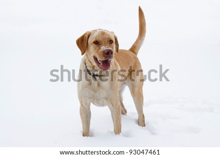 happy with his snoot and head sprinkled with snow, a yellow labrador smiles wide in an open field of white powder; panting with open mouth lab shows his tongue that is dripping with saliva.
