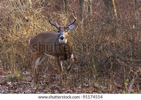 alert deer/buck raises its front leg to warn off intruder. Background is in the middle of the forest, cool autumn day, barren trees, bushes and fallen leaves make a natural background.