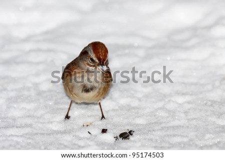 house sparrow standing in freshly fallen white powder snow. With snowflakes on its beak, it stares down meal of sunflower seeds in the snow.