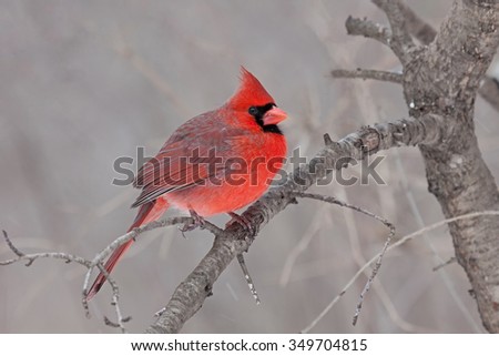 Perched on a branch, a male cardinal fluffs its soft downy feathers helping it tolerate a cold spring day. In a tan brown forest, this bright red bird catches one\'s eye.