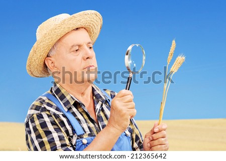 Mature farmer examining his harvested wheat through a  magnifying glass in a field
