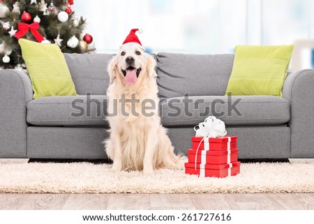 Dog with Santa hat sitting by a sofa indoors
