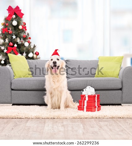 Dog with Santa hat sitting by a sofa indoors shot with tilt and shift lens