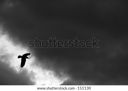 The raven\'s flight