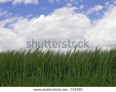 Grass and clouds