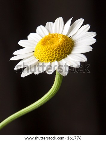 Daisy+flower+pictures