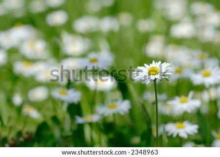 Many daisy flowers in the field