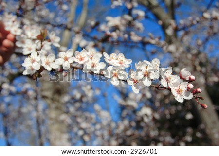 Spring is here (blossom on a plum tree)