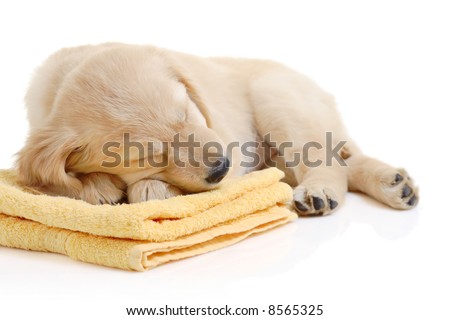golden retriever puppy running. stock photo : Golden retriever puppy having a nap