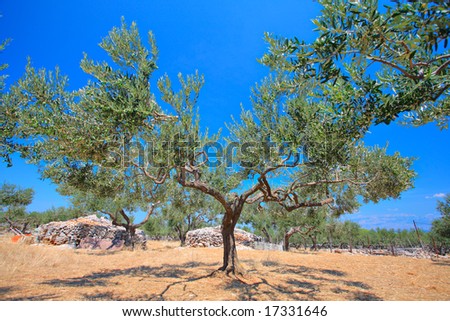 Olive tree orchard on the island of  Brac, Croatia