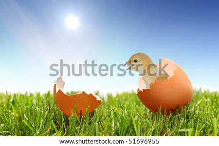 A view of a baby chicken on a green grass against blue sky