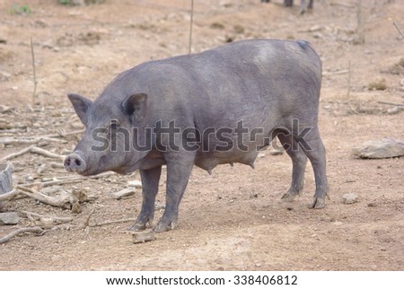 Mother Wild Boar Pig