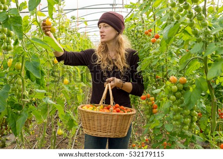 Woman picking a yellow tomato from a vine while holding a basket full of harvested tomatoes