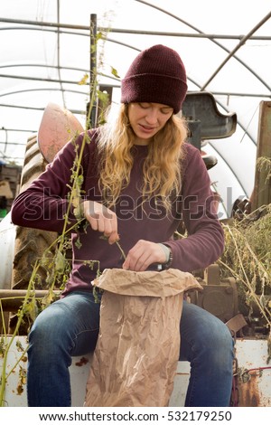 Woman wearing a maroon beanie hat picking dried herbs and placing them in a huge paper bag
