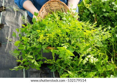 Bundles of parsley in a wicker basket with farmers hands in background