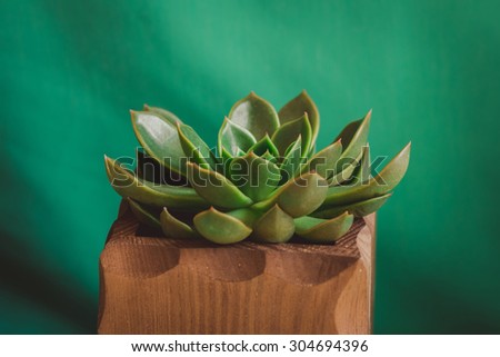 succulent  in wooden vase on a green background