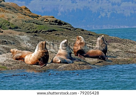 A group of large sea lions on the beach bathing in the sun. /Sea Lions enjoying the sun.