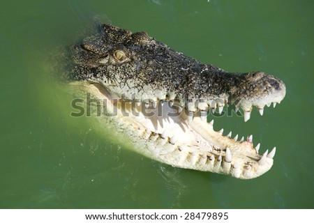 Crocodile attacking his prey into water
