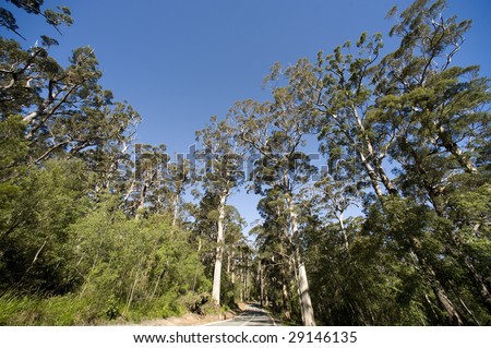 Australia\'s South West, valley of the giant trees