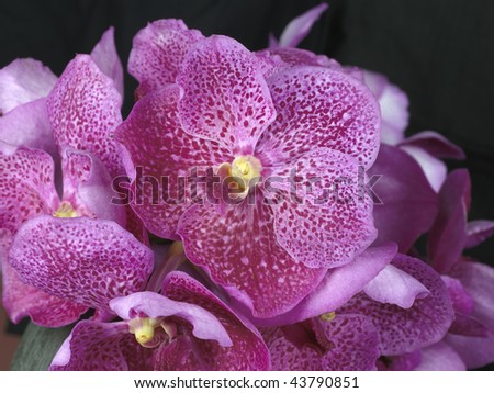 Bouquet of orchid (large format photography)