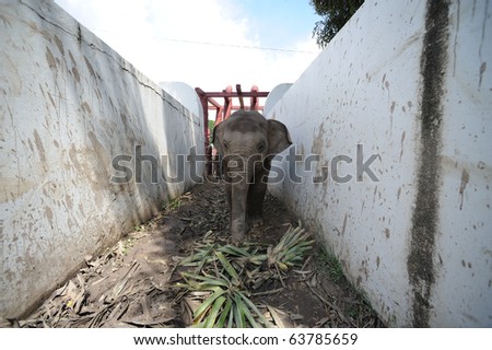Thailand - Ayutthaya  Royal elephant camp