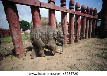 Thailand - Ayutthaya  Royal elephant camp baby elephant