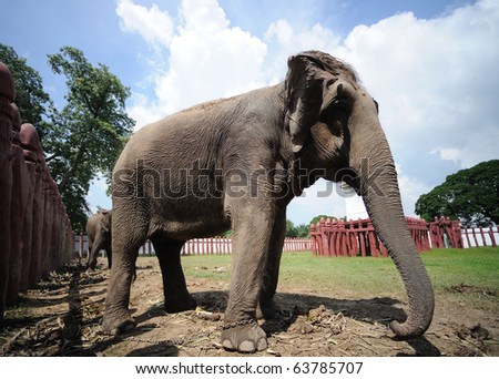 Thailand - Ayutthaya  Royal elephant camp