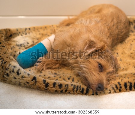 A Norfolk Terrier sprawled out on a animal print rug wearing a blue cast on his leg