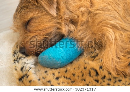 Close-up of a Norfolk Terrier sleeping on a animal print rug wearing a blue cast on his leg