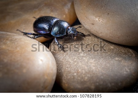 close-up photo of big female stag-beetle on stones