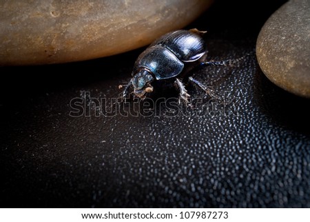close-up photo of big female stag-beetle on stones