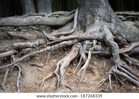 old tree roots in a forest