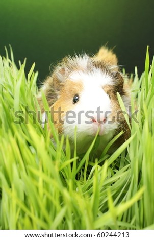 Guinea pig eating