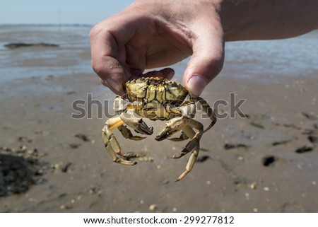 Hand of man holding common shore crab in hand at ebb tide on the Waddensea wetlands, Netherlands