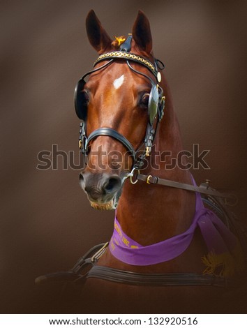 Chestnut Harness horse portrait with ribbon