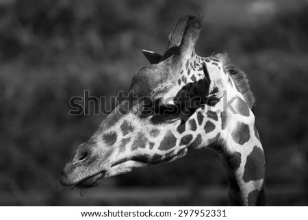 Giraffe Black and white eating