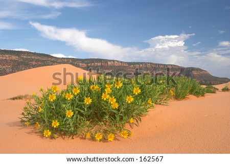 Desert Landscape with Wild Flowers