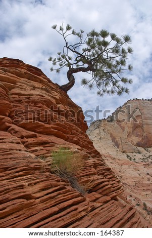 Tree In Rock