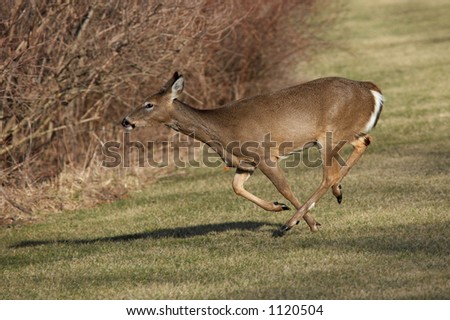 Whitetail Deer Running for Woods