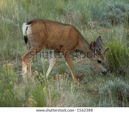 Mule Deer in Field