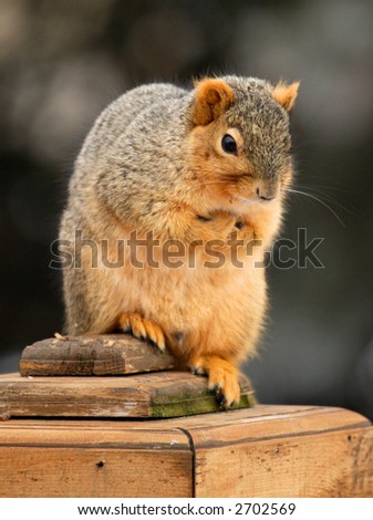 Thinking Squirrel