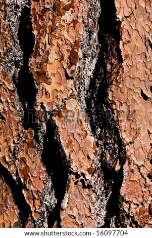 Pine Tree Bark Abstract Textured Pattern Background