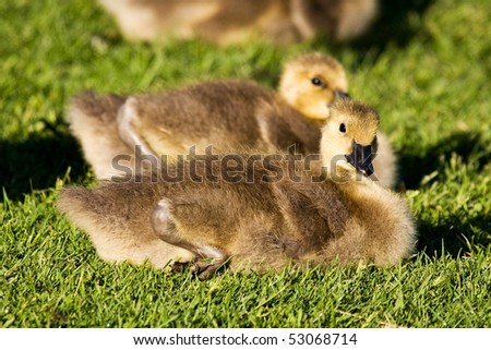 Canada+goose+baby