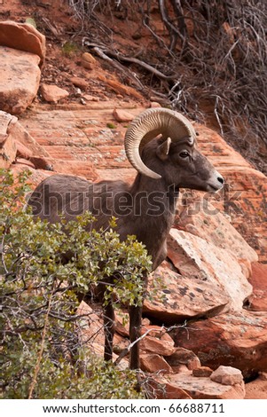 Desert Big Horn Ram Sheep in Utahs Zion National Park