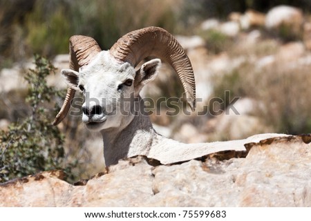 Albino Bighorn Ram Sheep in Red Rock Canyon Nevada