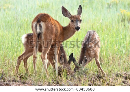 Black Tailed Mule Deer Doe and Fawns