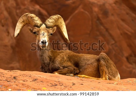 Resting Desert Big Horn Ram Sheep on Red Rocks